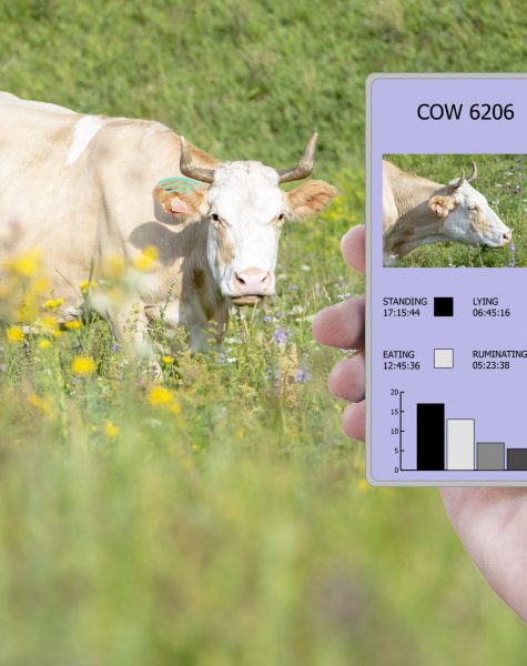With the help of a smartphone and a sensor on the cow determine how much time the cow lay, chewed, ate and stood. Smart farming. Technologies in agriculture.